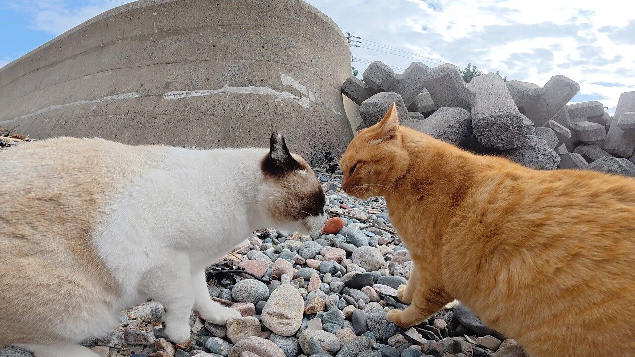 【爆笑】「ボクのせいじゃないニャ!」口喧嘩に負けたタヌキ猫ちゃん、まさかの“八つ当たり”に撮影者さんもタジタジ!? - 肉球ドットコム(299.com)