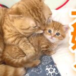 【悶絶】「ボクの息子が可愛すぎるニャ!」子猫を溺愛するパパ猫の“重すぎる愛”と、それを受け入れる子猫の尊すぎる姿に150万人が悶絶! - 肉球ドットコム(299.com)