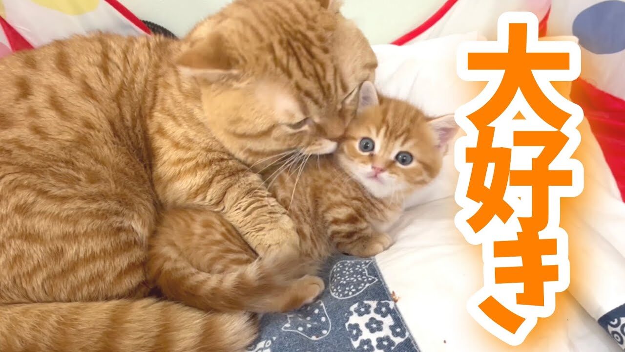 【悶絶】「ボクの息子が可愛すぎるニャ!」子猫を溺愛するパパ猫の“重すぎる愛”と、それを受け入れる子猫の尊すぎる姿に150万人が悶絶! - 肉球ドットコム(299.com)