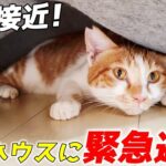 【感動】「みんな、こっちにおいで!」台風から愛するわが子を守る三毛猫ママ。飼い主さんの優しさに包まれた“避難生活”に涙が止まらない! - 肉球ドットコム(299.com)