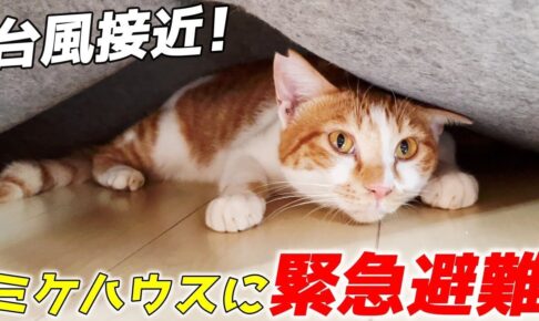 【感動】「みんな、こっちにおいで!」台風から愛するわが子を守る三毛猫ママ。飼い主さんの優しさに包まれた“避難生活”に涙が止まらない! - 肉球ドットコム(299.com)