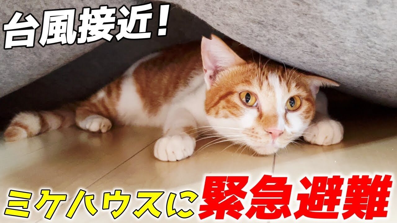 【感動】「みんな、こっちにおいで!」台風から愛するわが子を守る三毛猫ママ。飼い主さんの優しさに包まれた“避難生活”に涙が止まらない! - 肉球ドットコム(299.com)