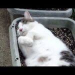 【悶絶】「なんだかイイ気持ちだにゃ~♨」プランターを特等席にしてとろける野良猫ちゃんの姿に癒やされる! - 肉球ドットコム(299.com)