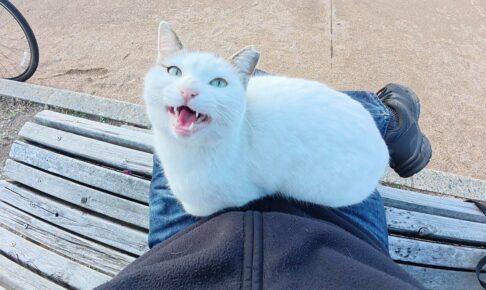 【悶絶】「ボクを撫でてニャ〜!」初対面の撮影者に“膝乗り”で猛アピール!人懐っこすぎるキジシロ猫ちゃんに癒やされる - 肉球ドットコム(299.com)