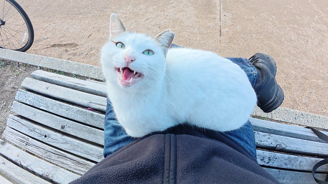 【悶絶】「ボクを撫でてニャ〜!」初対面の撮影者に“膝乗り”で猛アピール!人懐っこすぎるキジシロ猫ちゃんに癒やされる - 肉球ドットコム(299.com)