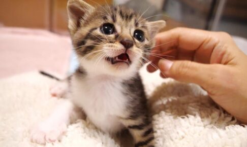 【悶絶】「ボクも甘えたいニャ!」ママにベッタリな子猫に、先輩ニャンコが仕掛けた“可愛すぎるイタズラ”に10万人がメロメロ! - 肉球ドットコム(299.com)