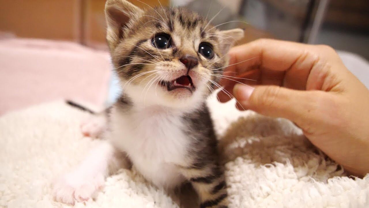 【悶絶】「ボクも甘えたいニャ!」ママにベッタリな子猫に、先輩ニャンコが仕掛けた“可愛すぎるイタズラ”に10万人がメロメロ! - 肉球ドットコム(299.com)