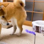 【感動】「ボクのママになって!」柴犬に恋した(?)子猫。種族を超えた“尊すぎる絆”に10万人が涙! - 肉球ドットコム(299.com)