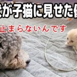 【感動】初めて見る「ちっちゃな命」にドキドキ…!ハスキー犬と元保護犬が見せた“優しすぎる神対応”に涙が止まらない! - 肉球ドットコム(299.com)