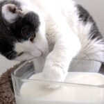 【驚き】「ミルクだニャ!……いらないニャ」猫は牛乳が大好きだと思っていた飼い主さん、愛猫たちの“まさかの反応”に困惑!? - 肉球ドットコム(299.com)