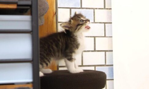 【悶絶】「まだかニャ〜?」ご飯の準備が待ちきれなくて、キッチンまで覗きに来ちゃう子猫ちゃんが可愛すぎて仕事にならない! - 肉球ドットコム(299.com)