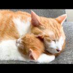 【悶絶】「もう離さないニャ…!」子猫が大好きすぎてギュッと抱きしめて寝る先住猫ちゃんの“深すぎる愛”に11万人が涙! - 肉球ドットコム(299.com)