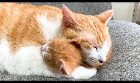 【悶絶】「もう離さないニャ…!」子猫が大好きすぎてギュッと抱きしめて寝る先住猫ちゃんの“深すぎる愛”に11万人が涙! - 肉球ドットコム(299.com)