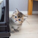 【悶絶】「ボクも仲間に入れてニャ…」飼い主さんに甘えるママを羨ましそうに見つめる子猫。切な可愛い“自分磨き”に1万人がメロメロ! - 肉球ドットコム(299.com)