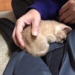 【悶絶】「もう離れないニャ!」パパの膝の上が大好きすぎて、何度降ろされても戻ってきちゃう子猫に4600万人が恋をした! - 肉球ドットコム(299.com)