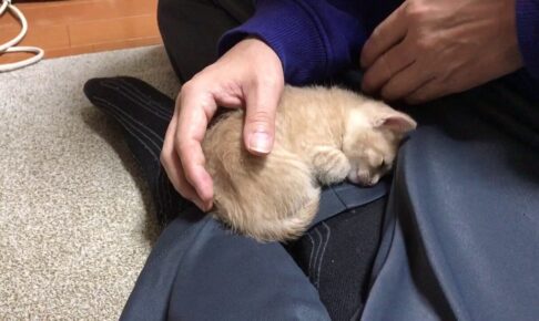 【悶絶】「もう離れないニャ!」パパの膝の上が大好きすぎて、何度降ろされても戻ってきちゃう子猫に4600万人が恋をした! - 肉球ドットコム(299.com)