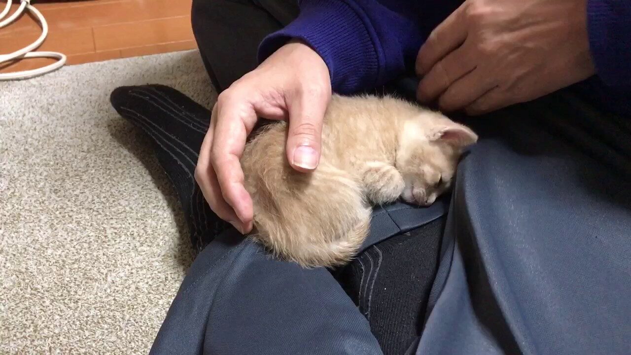 【悶絶】「もう離れないニャ!」パパの膝の上が大好きすぎて、何度降ろされても戻ってきちゃう子猫に4600万人が恋をした! - 肉球ドットコム(299.com)