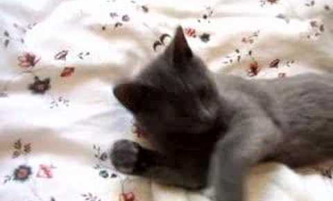 【悶絶】「あと2分だけニャ…」飼い主さんと会話する(?)お寝坊猫ちゃん。可愛すぎる“二度寝の交渉”に2000万人がメロメロ! - 肉球ドットコム(299.com)