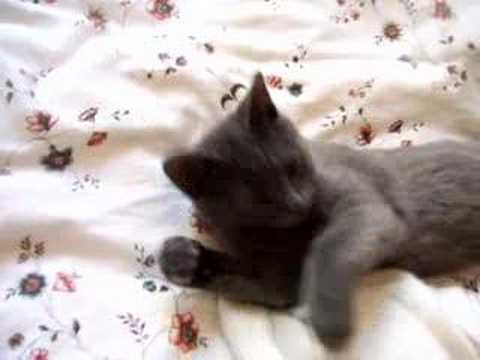 【悶絶】「あと2分だけニャ…」飼い主さんと会話する(?)お寝坊猫ちゃん。可愛すぎる“二度寝の交渉”に2000万人がメロメロ! - 肉球ドットコム(299.com)