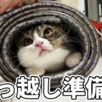 【悶絶】「ボクも手伝うニャ!」引越しの準備に参戦(?)する猫のうま次郎くん。可愛すぎる“お邪魔虫”ぶりに28万人がメロメロ! - 肉球ドットコム(299.com)