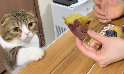 【悶絶】「それ、ボクも食べたいニャ!」初めてのサツマイモに興味津々な子猫と、おイモ大好きパパ猫の温度差が可愛すぎる! - 肉球ドットコム(299.com)