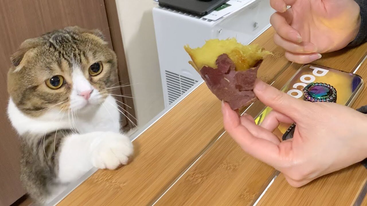 【悶絶】「それ、ボクも食べたいニャ!」初めてのサツマイモに興味津々な子猫と、おイモ大好きパパ猫の温度差が可愛すぎる! - 肉球ドットコム(299.com)