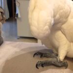 【悶絶】「こうすればいいのかニャ?」猫を撫でる練習を“椅子”で始めちゃったオウムさんが可愛すぎて100万人が爆笑! - 肉球ドットコム(299.com)