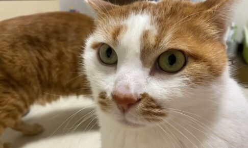 【爆笑】「ボクのご飯なのに…」目の前で堂々と横取りされちゃった猫ちゃん!あまりに切なすぎる“虚無顔”に10万人が悶絶! - 肉球ドットコム(299.com)