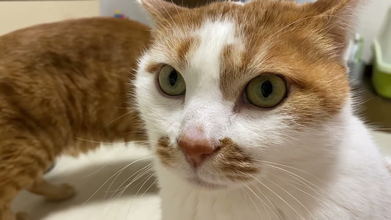 【爆笑】「ボクのご飯なのに…」目の前で堂々と横取りされちゃった猫ちゃん!あまりに切なすぎる“虚無顔”に10万人が悶絶! - 肉球ドットコム(299.com)