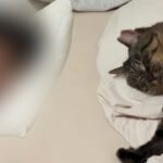 【悶絶】「パパ大好きニャ…」お引越し先で見せた猫ちゃんの“極上添い寝”!幸せあふれる光景に14万人がとろける! - 肉球ドットコム(299.com)