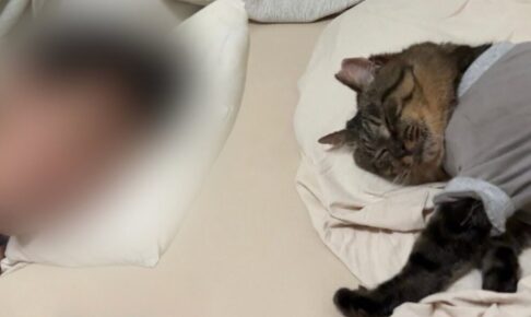 【悶絶】「パパ大好きニャ…」お引越し先で見せた猫ちゃんの“極上添い寝”!幸せあふれる光景に14万人がとろける! - 肉球ドットコム(299.com)