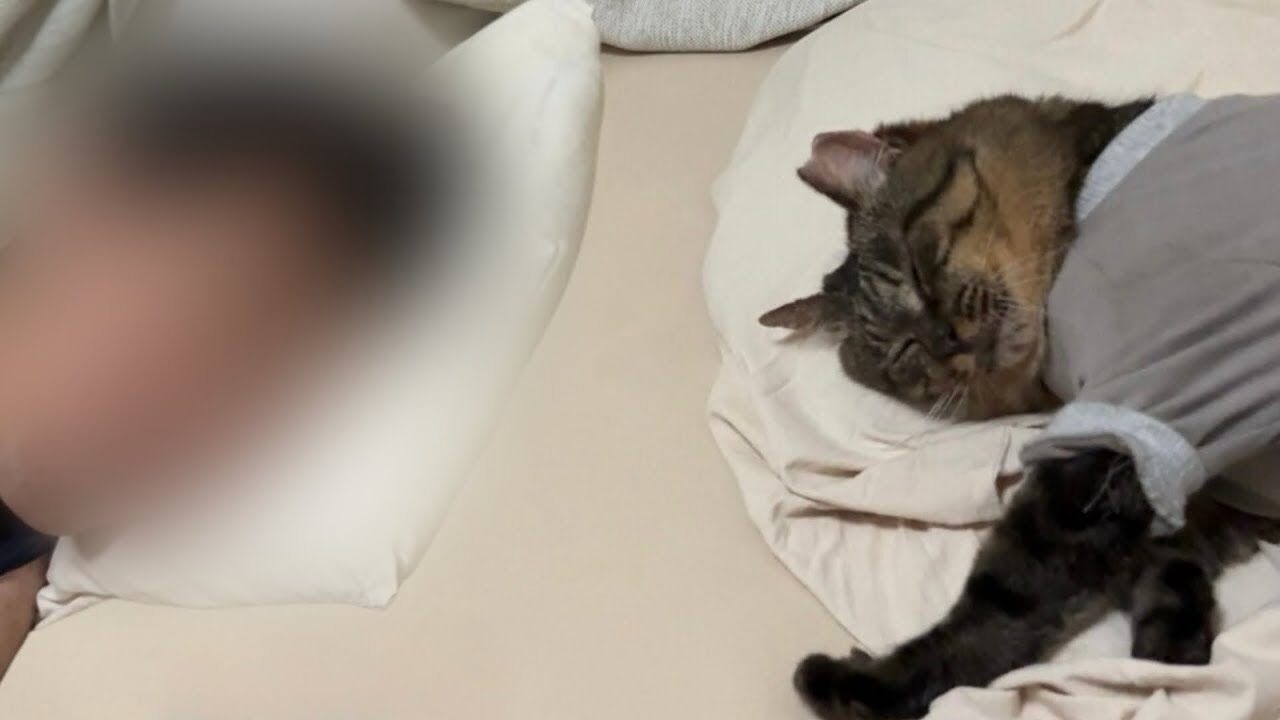 【悶絶】「パパ大好きニャ…」お引越し先で見せた猫ちゃんの“極上添い寝”!幸せあふれる光景に14万人がとろける! - 肉球ドットコム(299.com)
