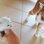 【感動】「ボクを助けて…」屋根裏から聞こえた小さな泣き声。保護された子猫と家族の“運命の出会い”に53万人が涙! - 肉球ドットコム(299.com)