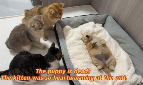【感動】「生きてるよニャ!?」ぐっすり眠るゴールデンレトリバーの子犬に、猫たちがパニック!種族を超えた“絆”に涙腺崩壊 - 肉球ドットコム(299.com)
