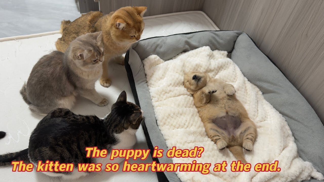 【感動】「生きてるよニャ!?」ぐっすり眠るゴールデンレトリバーの子犬に、猫たちがパニック!種族を超えた“絆”に涙腺崩壊 - 肉球ドットコム(299.com)