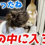 【感動】「お家に入れてニャ…」寒さに震える庭子猫。二階の窓から必死に訴えかける姿に涙が止まらない! - 肉球ドットコム(299.com)