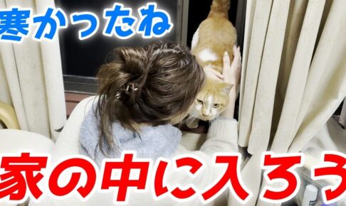 【感動】「お家に入れてニャ…」寒さに震える庭子猫。二階の窓から必死に訴えかける姿に涙が止まらない! - 肉球ドットコム(299.com)