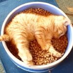 【爆笑】「ここがボクの天国だニャ!」山盛りのご飯ボウルに丸ごとダイブしちゃう子猫の“究極の食事法”に悶絶必至! - 肉球ドットコム(299.com)