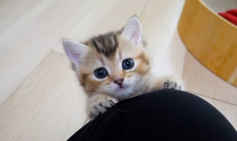 【悶絶】「ボクもそこに行きたいニャ…」飼い主さんの膝を目指して奮闘する子猫。一生懸命すぎる“甘えん坊アピール”に世界中がメロメロ! - 肉球ドットコム(299.com)