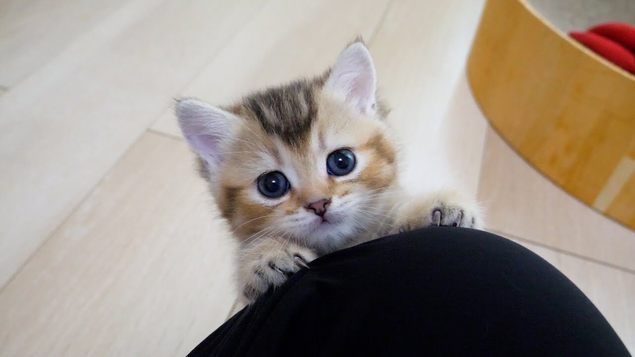 【悶絶】「ボクもそこに行きたいニャ…」飼い主さんの膝を目指して奮闘する子猫。一生懸命すぎる“甘えん坊アピール”に世界中がメロメロ! - 肉球ドットコム(299.com)