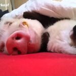 【悶絶】「ぐっすり眠るニャ…」お布団の中でブタさんを優しく寝かしつける猫。人間顔負けの“なでなで”に全米が泣いた! - 肉球ドットコム(299.com)