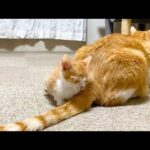 【悶絶】「ボクも一緒に寝るニャ…」お兄ちゃん猫が大好きすぎて、どうしても隣をキープしたい子猫に心がとろける! - 肉球ドットコム(299.com)