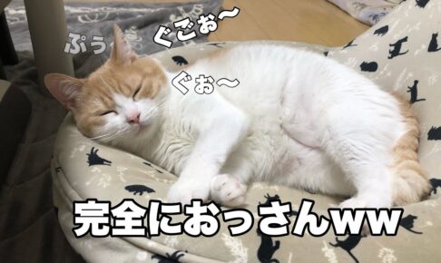 【衝撃映像】「中に小さなおじさんが入ってる?」爆睡中の猫ちゃんから聞こえる“完全なおっさん”のイビキに爆笑! - 肉球ドットコム(299.com)