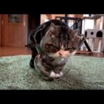 【芸術】「もはや職人技ニャ!」狭い金魚鉢に吸い込まれるようにフィットする猫のまる。驚きの“液体化”に世界が驚愕! - 肉球ドットコム(299.com)