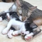 【感動】「ボクもお兄ちゃんみたいになりたいニャ!」親を知らない先住猫が、保護子猫に教えた“無償の愛”に涙が止まらない! - 肉球ドットコム(299.com)