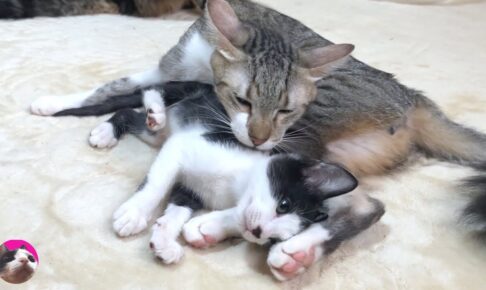 【感動】「ボクもお兄ちゃんみたいになりたいニャ!」親を知らない先住猫が、保護子猫に教えた“無償の愛”に涙が止まらない! - 肉球ドットコム(299.com)