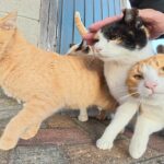 【悶絶】「ボクを先に撫でてニャ!」甘えん坊たちが大集結。ナデナデを巡る“おしくらまんじゅう”が可愛すぎて天国だった…… - 肉球ドットコム(299.com)