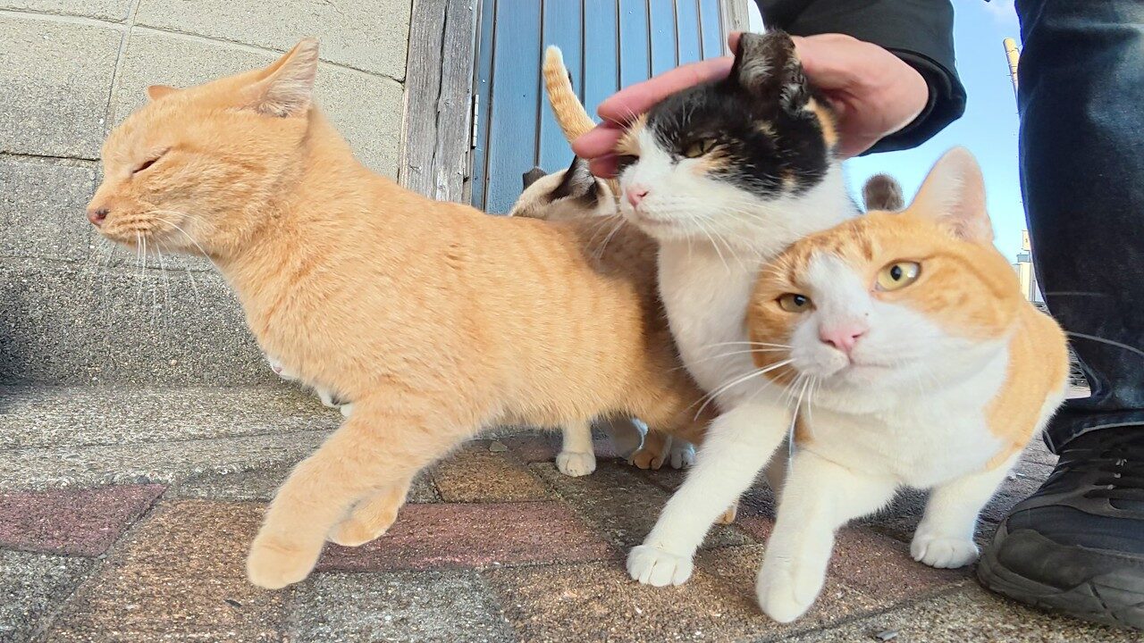 【悶絶】「ボクを先に撫でてニャ!」甘えん坊たちが大集結。ナデナデを巡る“おしくらまんじゅう”が可愛すぎて天国だった…… - 肉球ドットコム(299.com)