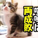 【悶絶】「ボクが先だニャ!」子猫たちの“かわいすぎる乱闘”が勃発!?どっちも譲らない一生懸命な姿に10万人がメロメロ! - 肉球ドットコム(299.com)