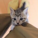 【悶絶】「ミルク、早くニャ〜!」体に飛びついて全力おねだり!生後32日の子猫が見せた“甘えん坊全開”な姿にメロメロ! - 肉球ドットコム(299.com)